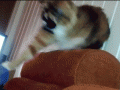 84182855.gif